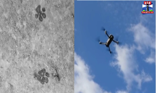 மர்ம விலங்கு கடித்து கால்நடைகள் பலி - சிறுத்தை கால்தடமா? என ஆய்வு