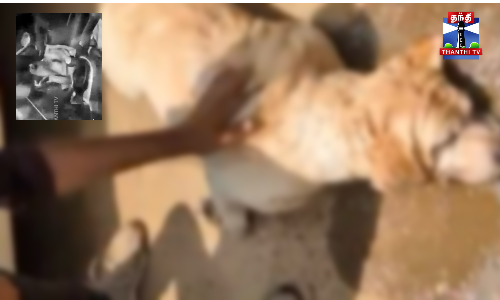 காருக்குள் அடைத்ததால் மூச்சடைத்து உயிரிழந்த வளர்ப்பு நாய்