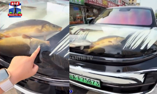 சீனாவில் காரின் முன்பக்கத்தை மீன்தொட்டியாக மாற்றிய வீடியோ வைரல்