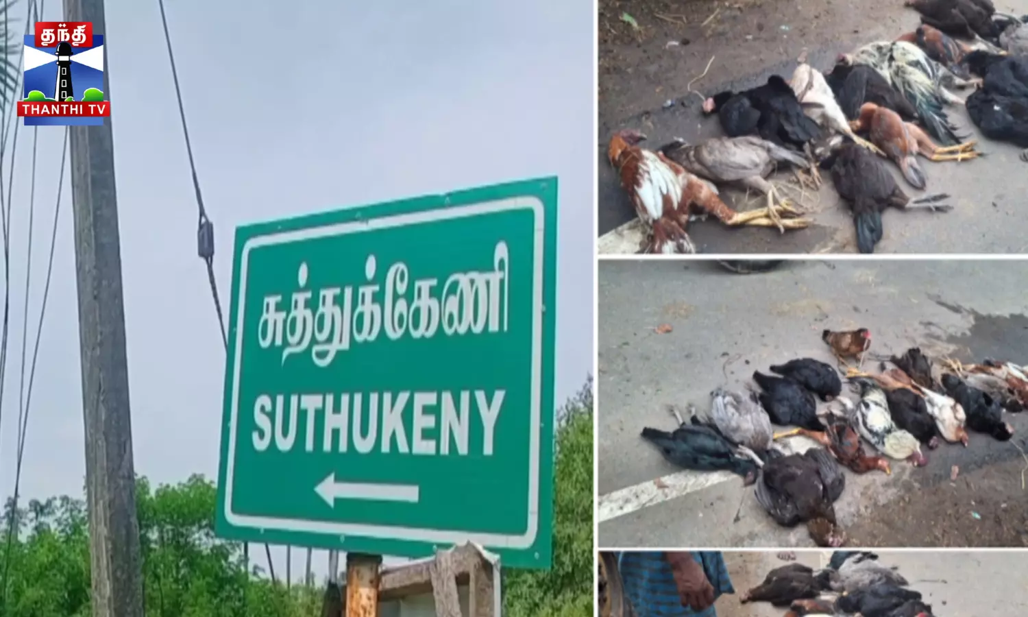 அரிசியில் விஷம் வைத்து கொடுத்ததில் 20 கோழிகள் பலி- போலீஸ் விசாரணை