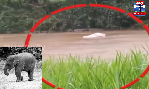 வெள்ளப்பெருக்கில் இழுத்துச் செல்லப்பட்ட குட்டி யானை