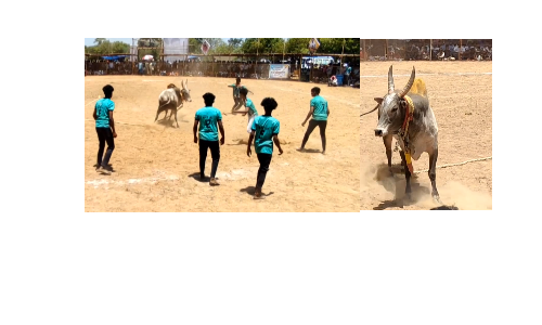 இரட்டை மாட்டு வண்டி எல்லை பந்தயம் - 55ஜோடி மாடுகள் பங்கேற்பு