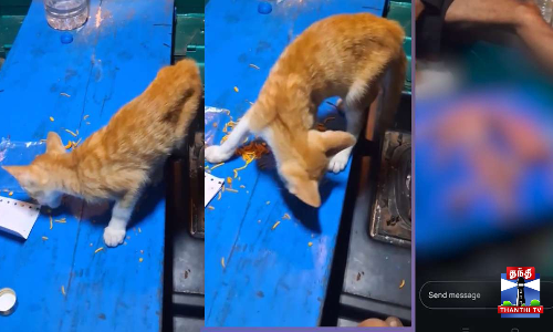 பூனையை கொன்று இன்ஸ்டாவில் ஸ்டோரி? - பகீர் வீடியோ