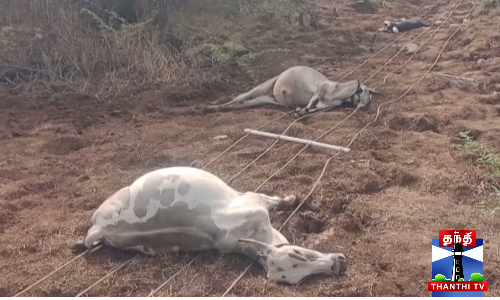 மின்சாரம் தாக்கி கால் நடைகள் பலி - போலீசார் விசாரணை