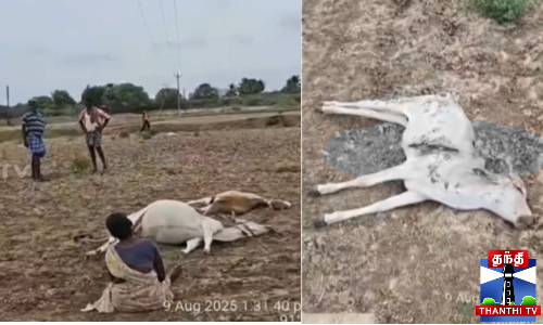 மின்சாரம் தாக்கி 3 மாடுகள் பலி - போலீசார் விசாரணை