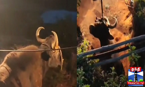 கிணற்றுக்குள் விழுந்த காட்டெருமை - 4 மணிநேர போராட்டத்திற்கு பிறகு மீட்பு