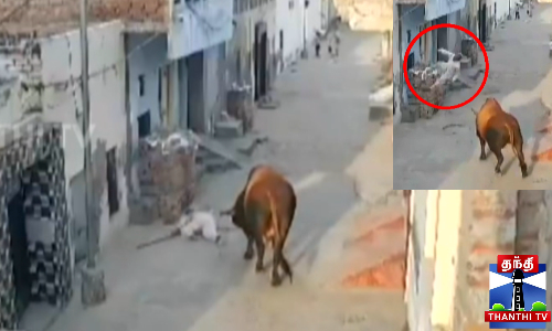 முதியவரை முட்டித் தூக்கி வீசிய காளை - பதைபதைக்கும் காட்சி முதியவரை முட்டித் தூக்கி வீசிய காளை - பதைபதைக்கும் காட்சி