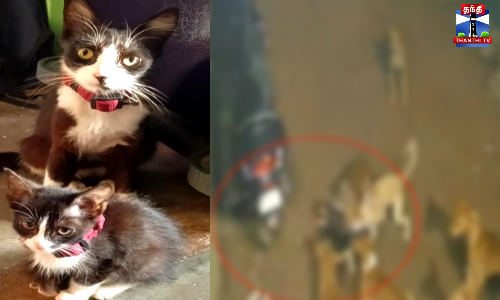 வீட்டு பூனையை கடித்துக் குதறிய தெருநாய்கள்