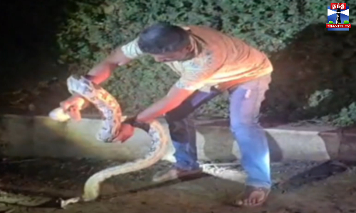 9 அடி நீள மலைப்பாம்பை லாவகமாக பிடித்த பாம்பு பிடி வீரர்