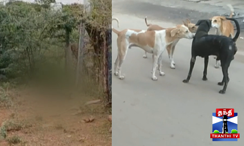 மர்மமான முறையில் உயிரிழந்த தெரு நாய்கள் - பொதுமக்கள் அதிர்ச்சி