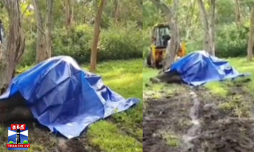 காயங்களுடன் மக்னா யானை உயிரிழப்பு - விசாரணை