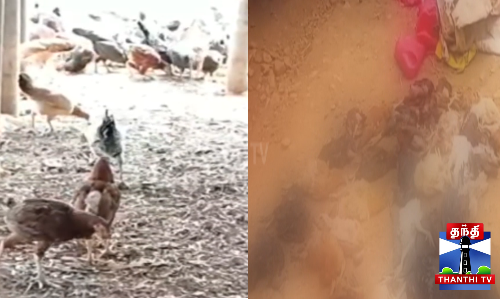 நூற்றுக்கும் மேற்பட்ட கோழிகளை கடித்து குதறிய தெரு நாய்கள்