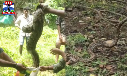 குடியிருப்பு பகுதியில் ராட்சத மலைபாம்பு - அதிர்ச்சி
