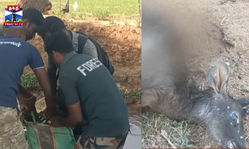 காயங்களுடன் இறந்து கிடந்த மான்- வனத்துறை விசாரணை காயங்களுடன் இறந்து கிடந்த மான்- வனத்துறை விசாரணை