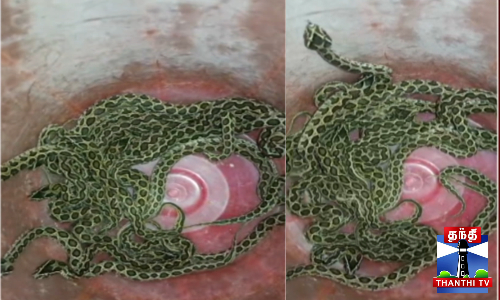 தஞ்சையில் வீட்டின் சுவரில் 14 கண்ணாடி விரியன் பாம்பு குட்டிகள் மீட்பு