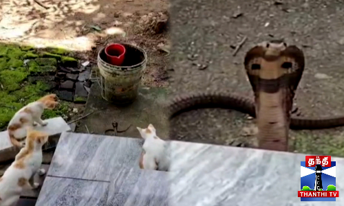 வீட்டிற்குள் நுழைய முயன்ற நல்ல பாம்பு- எதிர்த்து நின்று பூனைகள்