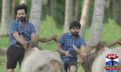 நீ தான் ஹீரோவா? - தூக்கி வீசிய காளை