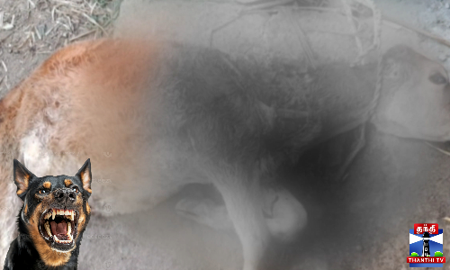 தெரு நாய்கள் கடித்து 2 கன்றுக்குட்டிகள் உயிரிழப்பு - விவசாயிகள் அச்சம்