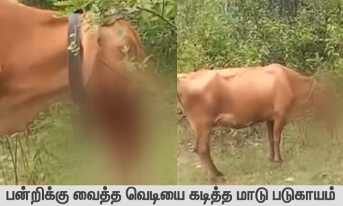 பன்றிக்கு வைத்த வெடியை கடித்த மாடு படுகாயம்