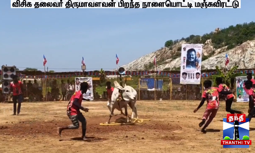 விசிக தலைவர் திருமாவளவன் பிறந்த நாளையொட்டி மஞ்சுவிரட்டு