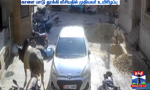 காளை மாடு தூக்கி வீசியதில் முதியவர் உயிரிழப்பு