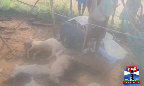 வெறிநாய் கடியால் ஆடுகள் பரிதாபமாக உயிரிழப்பு