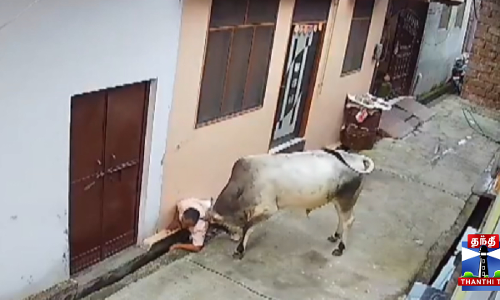 தடியால் விரட்டிய முதியவர் - முட்டித் தூக்கிய காளை மாடு