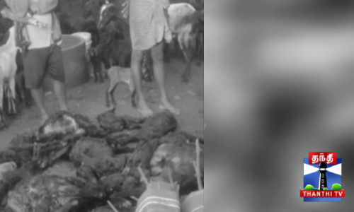 கனமழையால் சுவர் இடிந்து விழுத்ததில் 20 ஆடுகள் பலி கனமழையால் சுவர் இடிந்து விழுத்ததில் 20 ஆடுகள் பலி