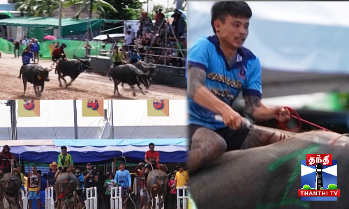 எருமைகளுக்கு இடையே நடத்தப்பட்ட ஓட்ட பந்தயம்