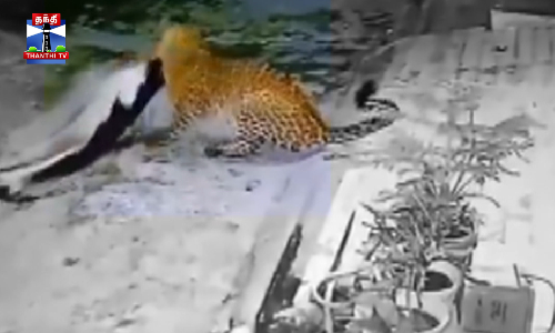 குடியிருப்பு பகுதியில் நுழைந்து நாயை கவ்விச்சென்ற சிறுத்தை குடியிருப்பு பகுதியில் நுழைந்து நாயை கவ்விச்சென்ற சிறுத்தை