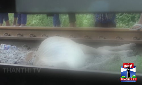 ரயில் மோதி மாடுகள் உயிரிழப்பு - 15 நிமிடங்களுக்கு நிறுத்தப்பட்ட ரயில்