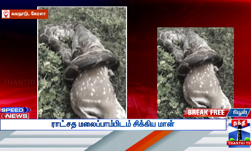 கேரளாவில் ராட்சத மலைப்பாம்பு, மான் ஒன்றை விழுங்கும் வீடியோ வெளியாகி உள்ளது