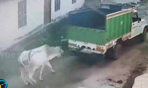 காளை தாக்கி 2 பேர் உயிரிழப்பு - 15 பேர் காயம்