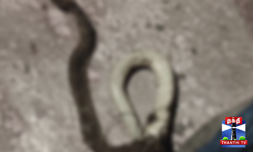 பெண்ணோடு கடித்த பாம்பையும் எடுத்து வந்த உறவினர்கள்