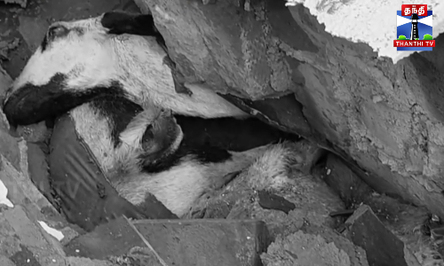 இடிந்து விழுந்த மதில் சுவர் - 100க்கும் மேற்பட்ட ஆடுகள் பலி