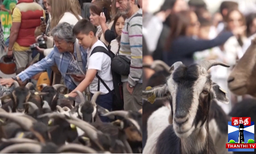 ஸ்பெயினின் செம்மறி ஆடு விழா - கொண்டாட்டம்