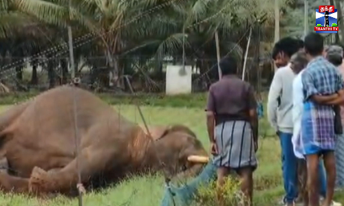 மின்சாரம் தாக்கி யானை பலி - வனத்துறை விசாரணை