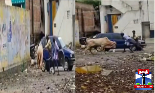 மாடு முட்டியதால் ஆத்திரம் - சரமாரியாக மாடு மீது தாக்குதல் மாடு முட்டியதால் ஆத்திரம் - சரமாரியாக மாடு மீது தாக்குதல்