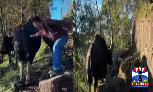 காட்டெருமையை சீண்டிப் பார்த்த சுற்றுலா பயணி - ரீல்ஸ் சர்ச்சை