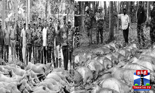 சுட்டுக்கொல்லப்பட்ட 87 காட்டுப்பன்றிகள்