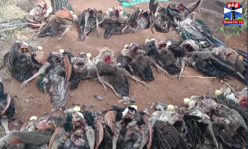 சங்கரன்கோவிலில் 50 மயில்கள் உயிரிழப்பு