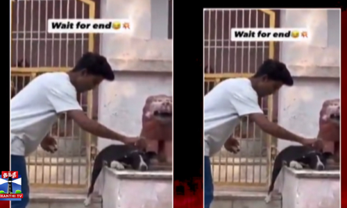 நாயின் தலையில் பட்டாசு வெடிப்பு..  அதிர்ச்சிகர காட்சி