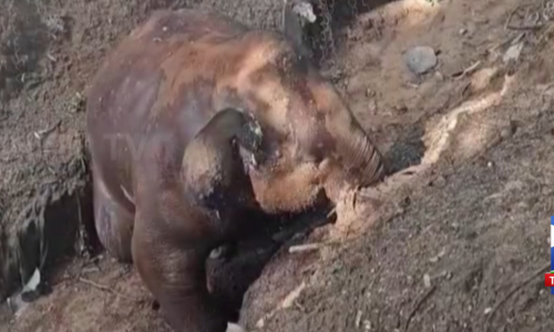 மேட்டுப்பாளையத்தில் இறந்த நிலையில் குட்டி யானை மீட்பு