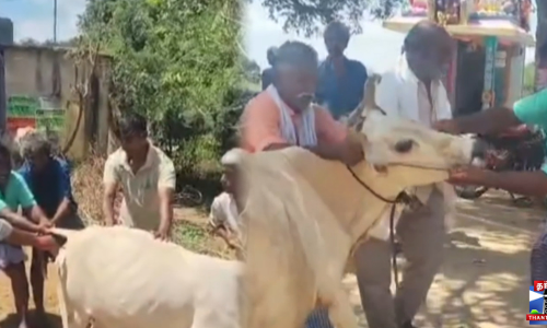 ஒரு வெறிநாய் 36 மாடுகளை கடித்து குதறியுள்ளது