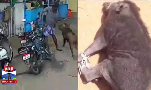 பவானிசாகர் நகர்ப் பகுதியில் மனிதர்களை தாக்கும் காட்டுப் பன்றியை லாவகமாக பிடித்த வனத்துறையினர். பொதுமக்கள் நிம்மதி பவானிசாகர் நகர்ப் பகுதியில் மனிதர்களை தாக்கும் காட்டுப் பன்றியை லாவகமாக பிடித்த வனத்துறையினர். பொதுமக்கள் நிம்மதி