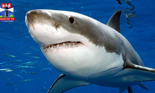 ஆஸ்திரேலியா கடலில் நிரம்பி வழியும் வெள்ளை சுறாக்கள்