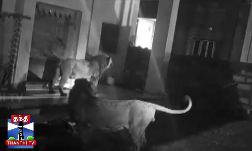 குடியிருப்பு பகுதிகளில் சிங்கங்கள் நடமாட்டம்... மக்கள் அச்சம்