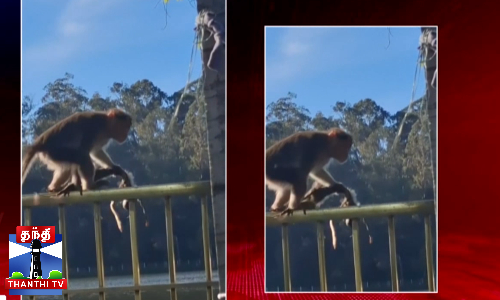 இறந்த குட்டியைத் தூக்கி சுற்றிய தாய் குரங்கின் பாசம் இறந்த குட்டியைத் தூக்கி சுற்றிய தாய் குரங்கின் பாசம்