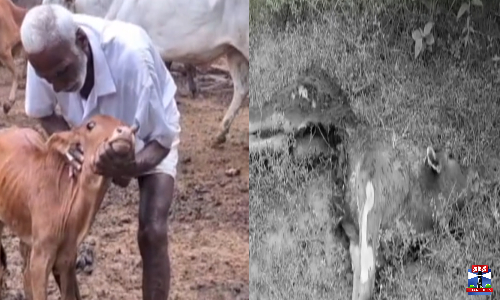 கல்லிடைகுறிச்சியில் கன்றுக்குட்டி ஒன்று கடித்து குதறப்பட்ட நிலையில் இறந்து கிடந்தது அதிர்ச்சியை ஏற்படுத்தியுள்ளது.