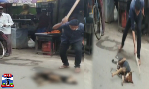 கடிக்க வந்த தெரு நாயை அடித்துக் கொன்றவர் கைது